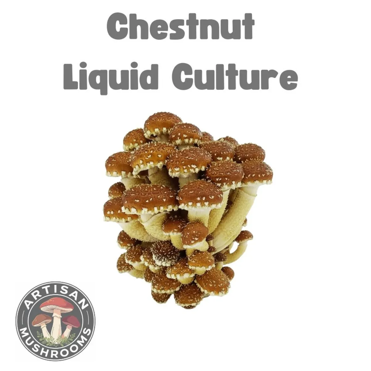 🍄Gourmet Mushroom Cultures - 25+ Varieties🍄 - Image 4