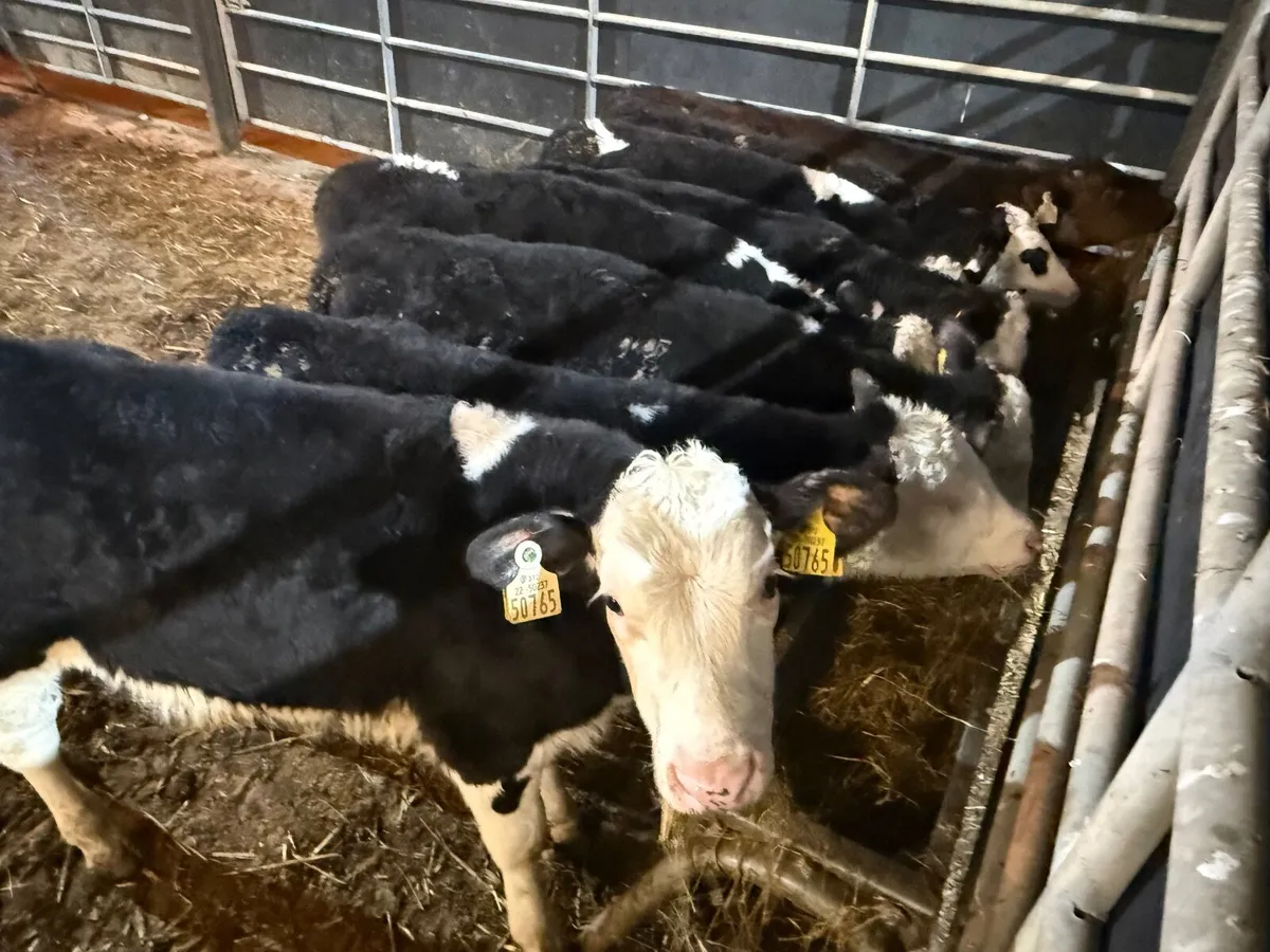 10 HEREFORD RUNNERS ( 3/4 months old) - Image 1