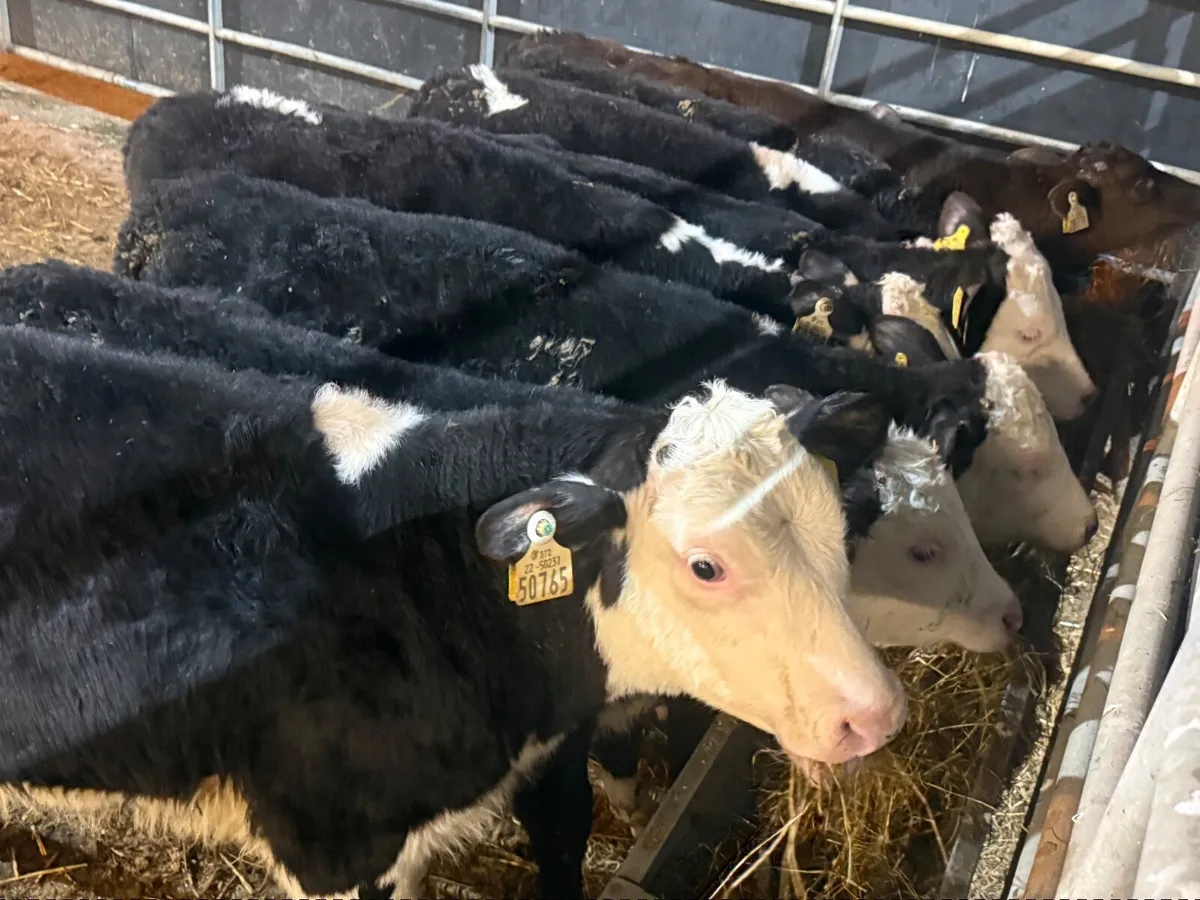 10 HEREFORD RUNNERS ( 3/4 months old) - Image 2