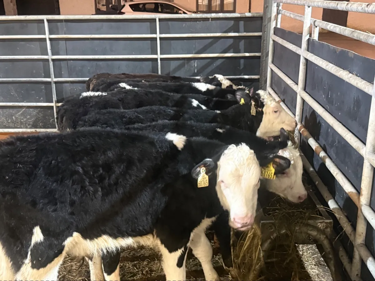 10 HEREFORD RUNNERS ( 3/4 months old) - Image 3