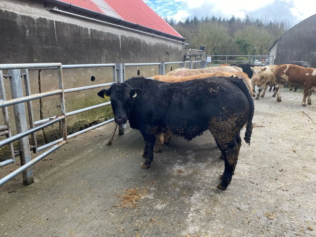 Weanings Ennis Mart Monday 16 March - Image 4