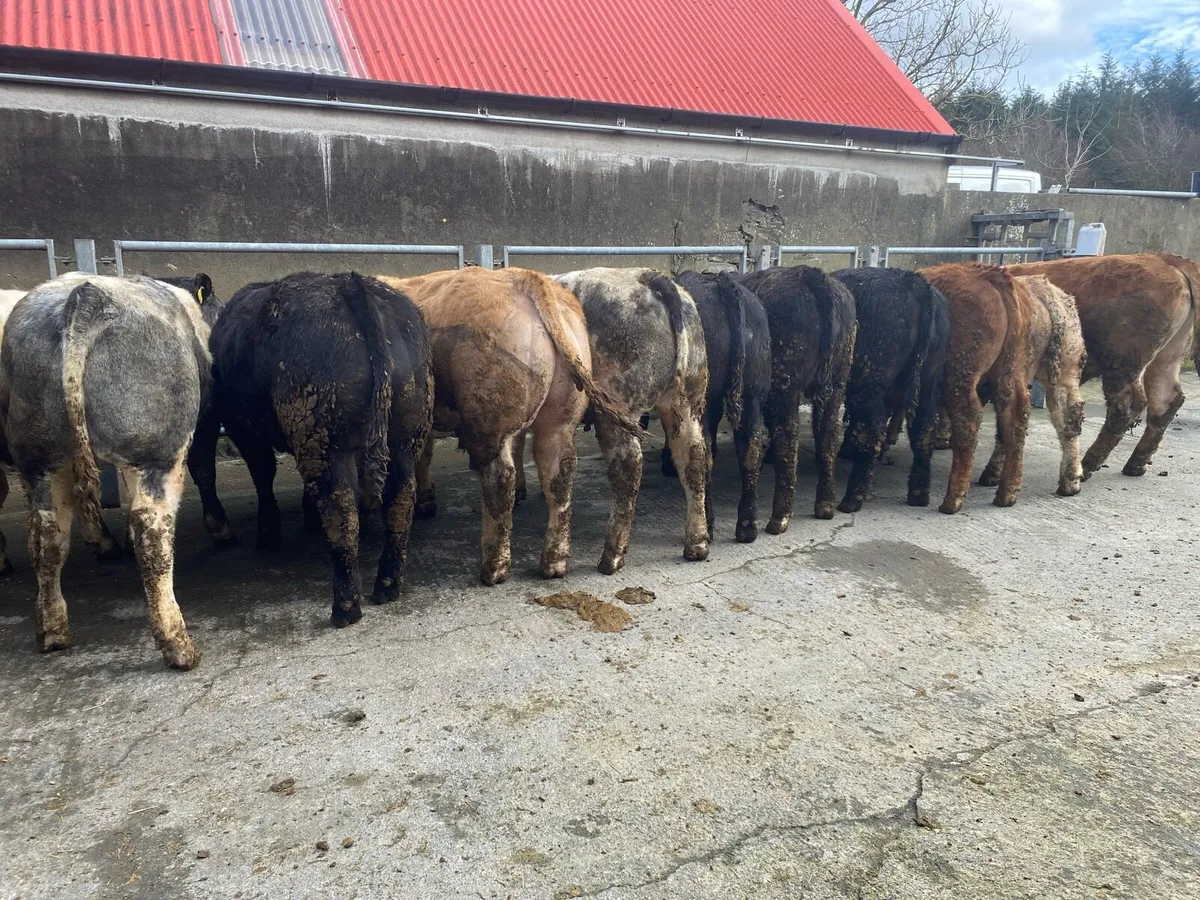 Weanings Ennis Mart Monday 16 March - Image 1