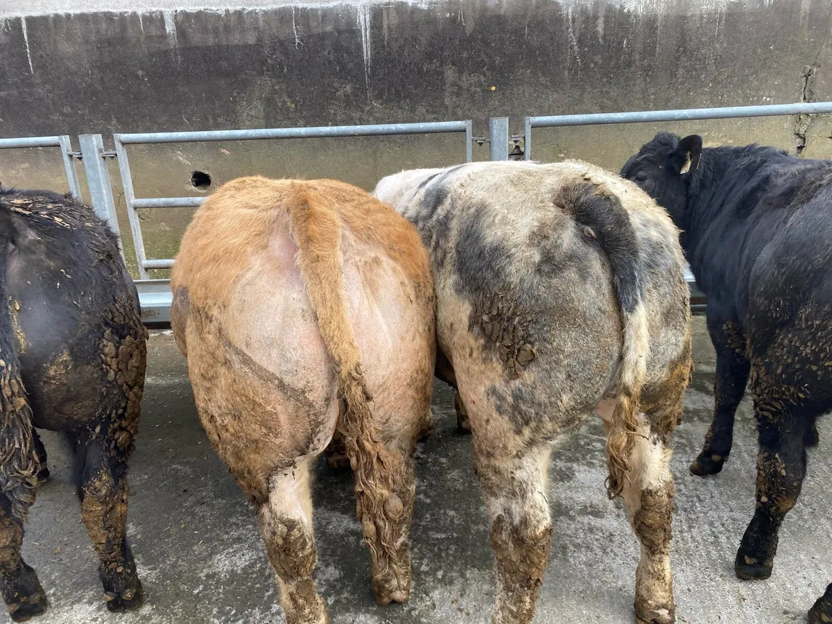 Weanings Ennis Mart Monday 16 March - Image 3