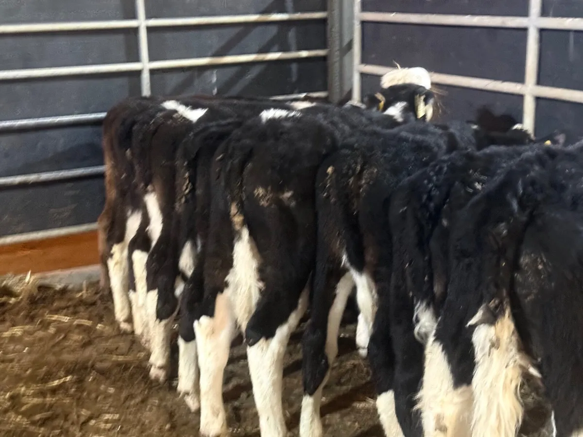 10 HEREFORD RUNNERS ( 3/4 months old) - Image 4