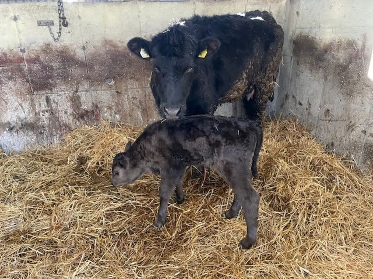 Organic suckler cow - Image 1