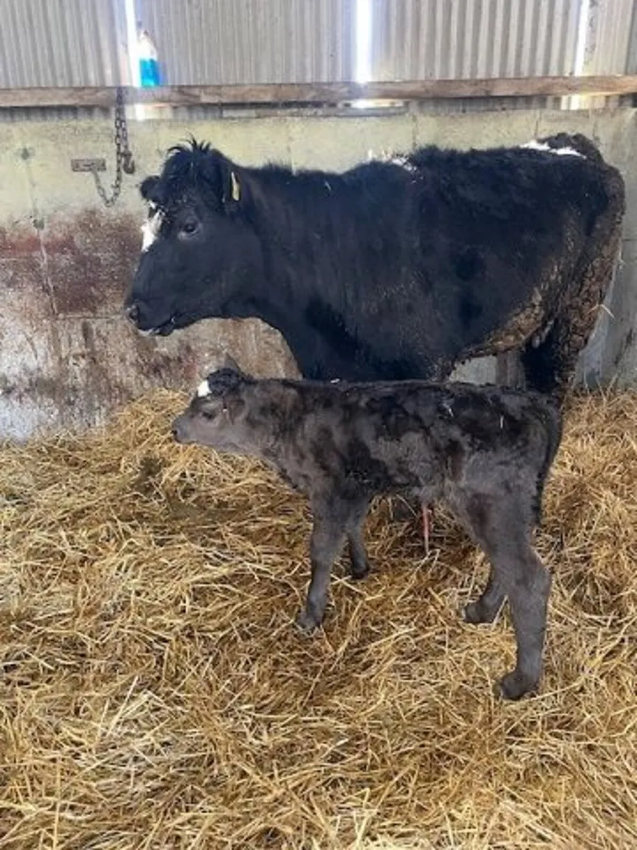 Organic suckler cow - Image 2