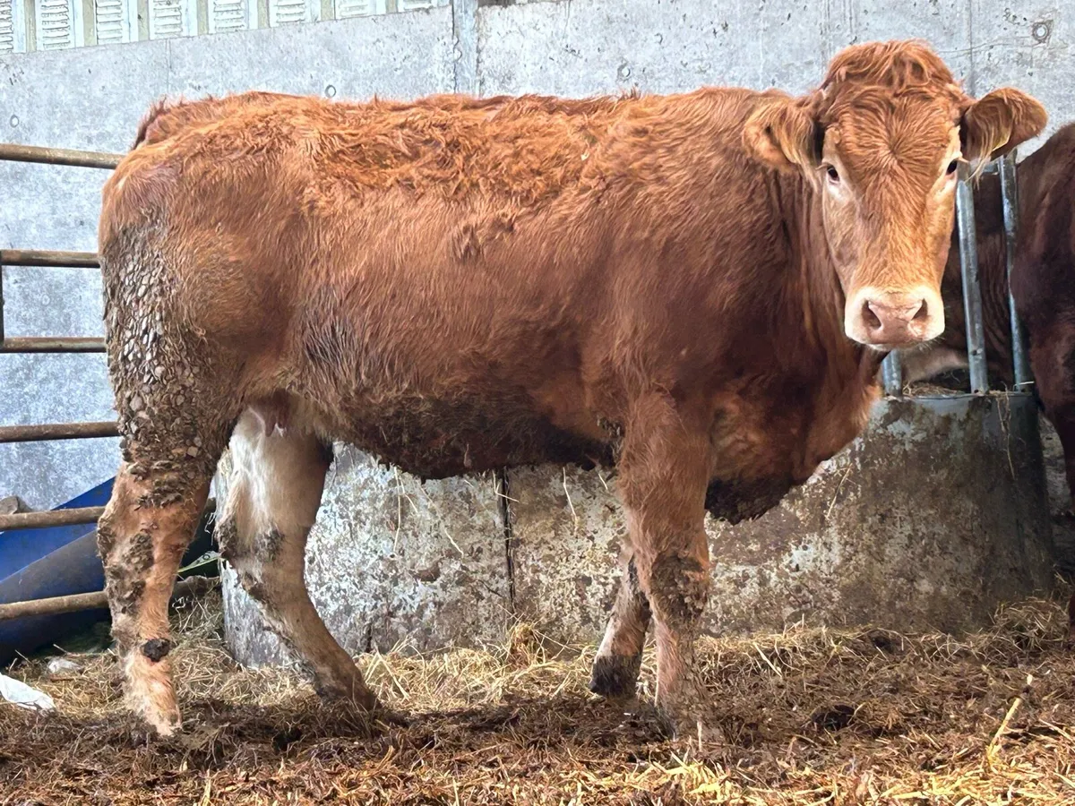 2 5 star genotyped incalf heifers - Image 2