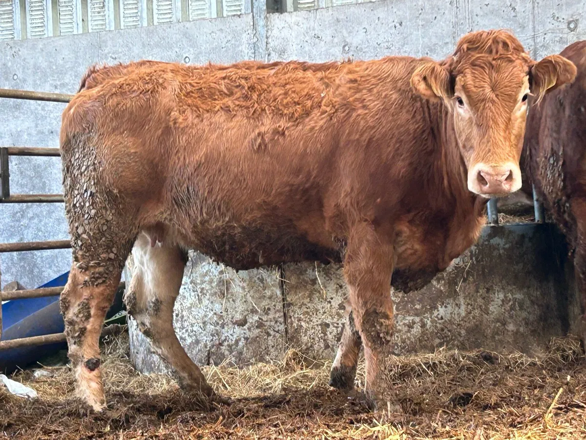 2 5 star genotyped incalf heifers - Image 3