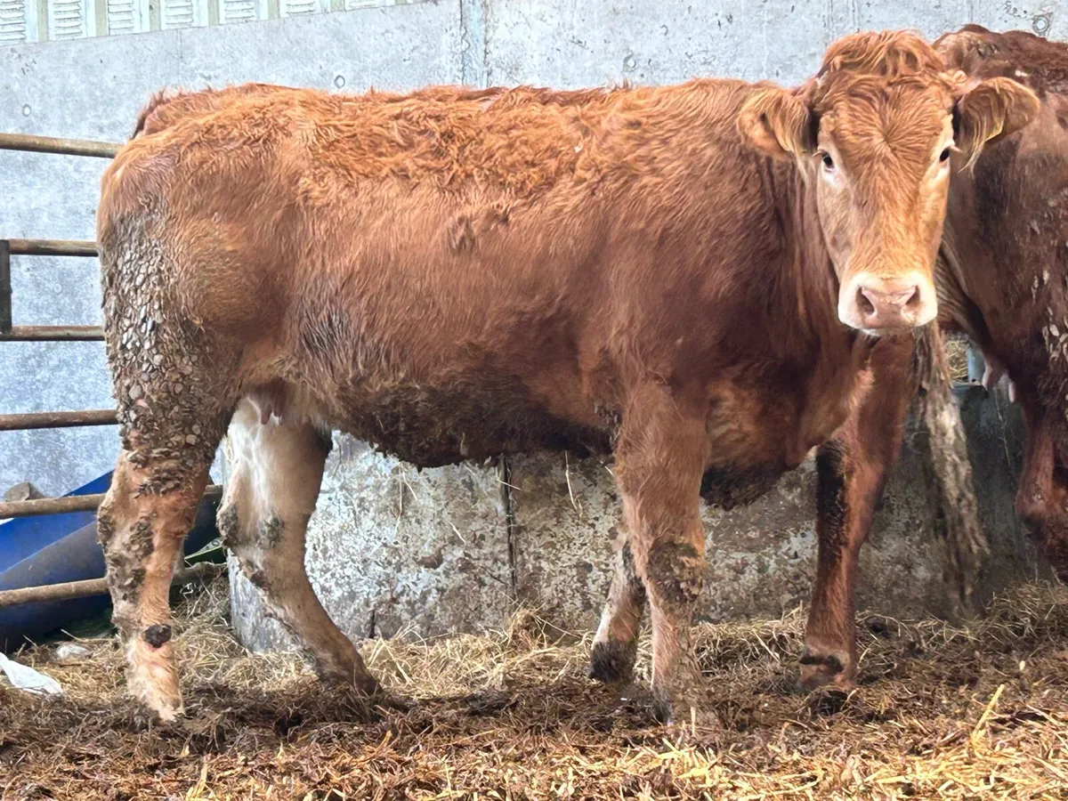 2 5 star genotyped incalf heifers - Image 4