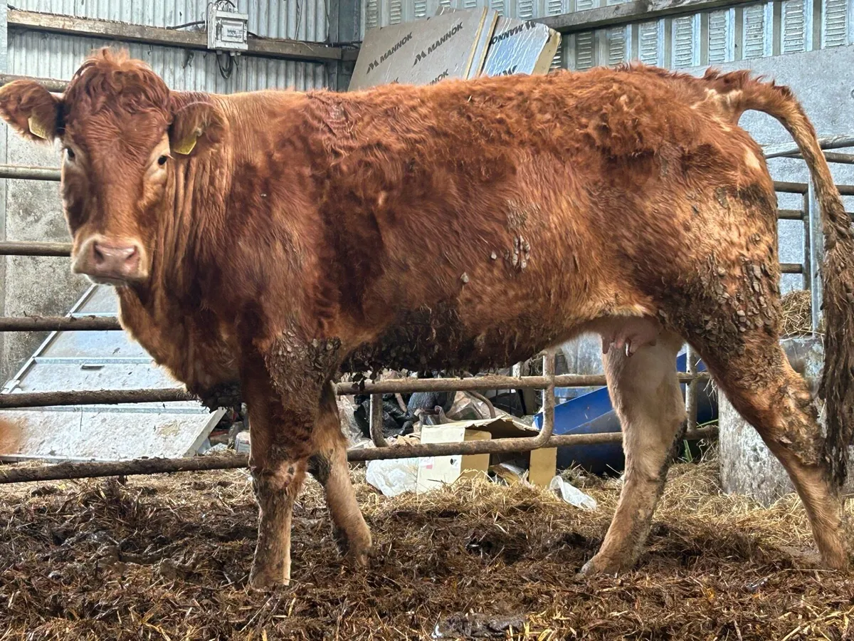 2 5 star genotyped incalf heifers - Image 1