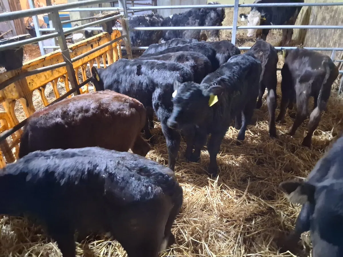 Cheap Angus calves - Image 2