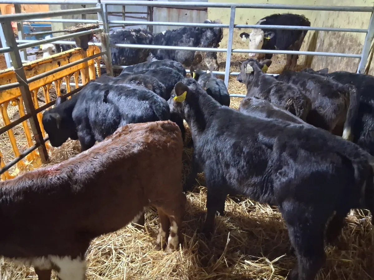 Cheap Angus calves - Image 3