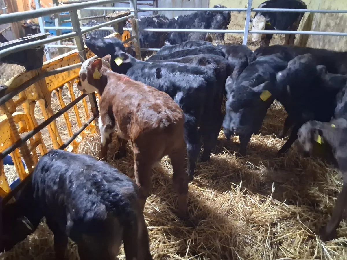 Cheap Angus calves - Image 4