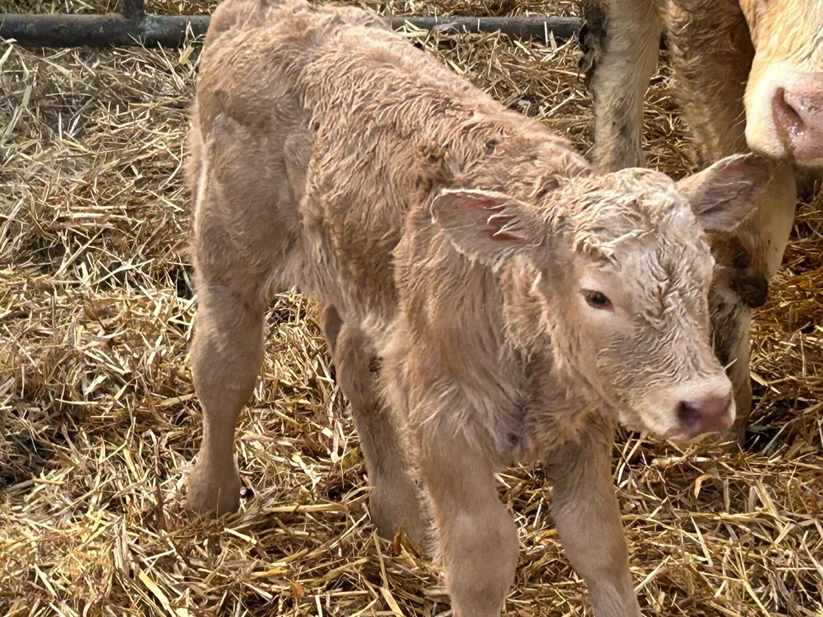 First calved heifer calved today - Image 3
