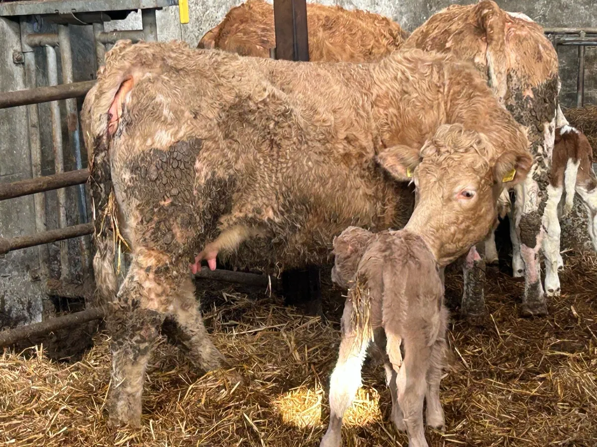 First calved heifer calved today - Image 2