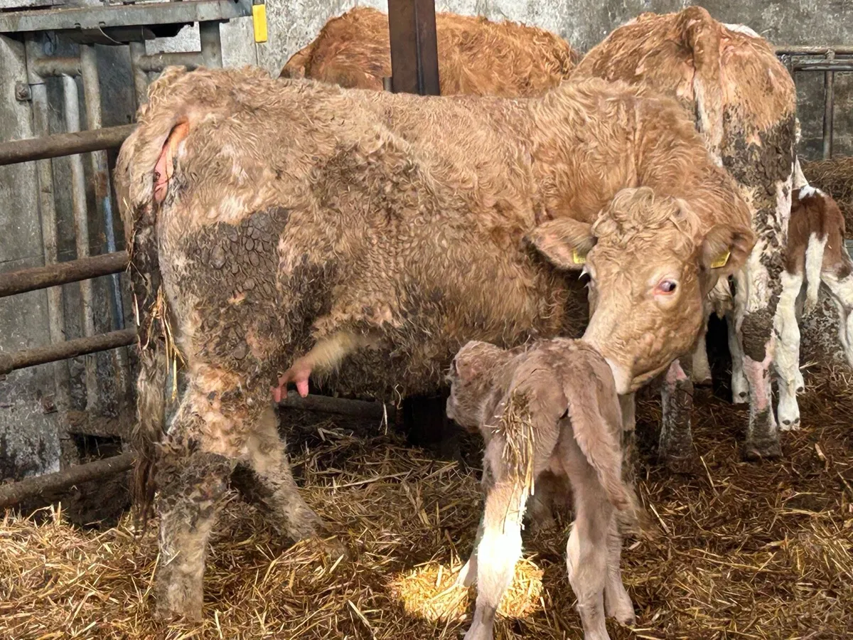 First calved heifer calved today - Image 4