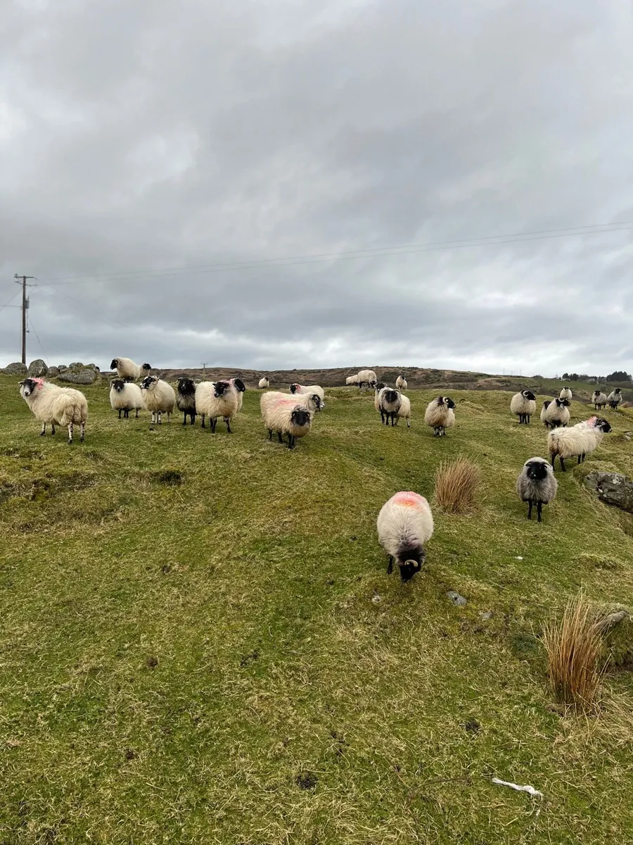 I lamb ewes - Image 1