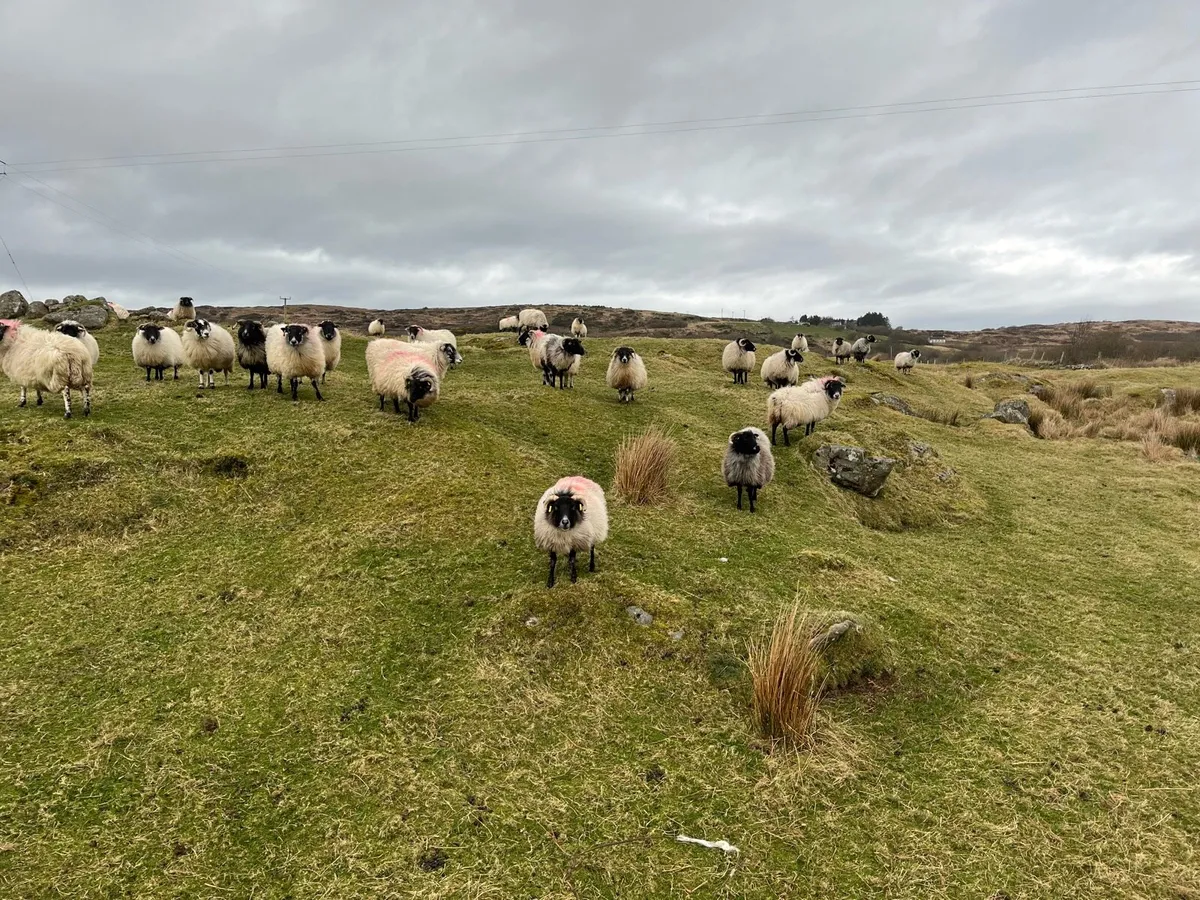 I lamb ewes - Image 4