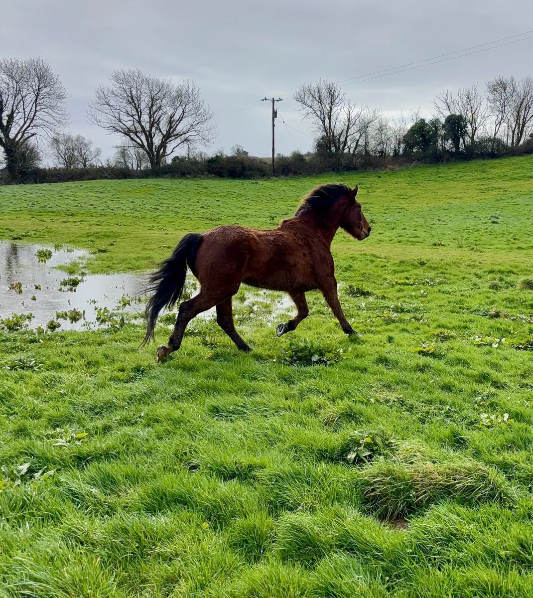 Broodmare RID - Image 1