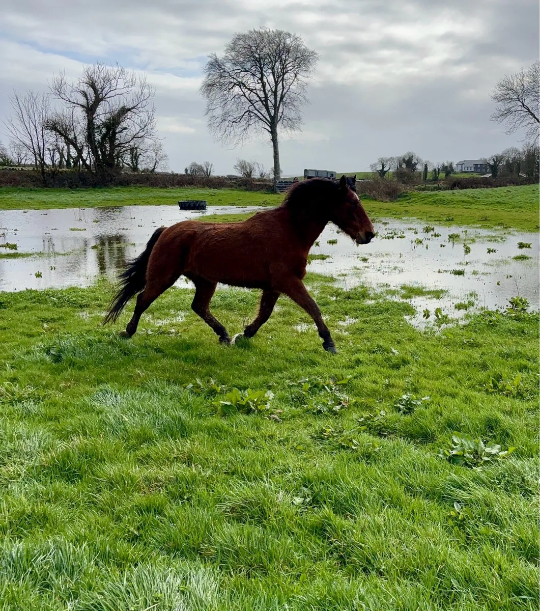 Broodmare RID - Image 2