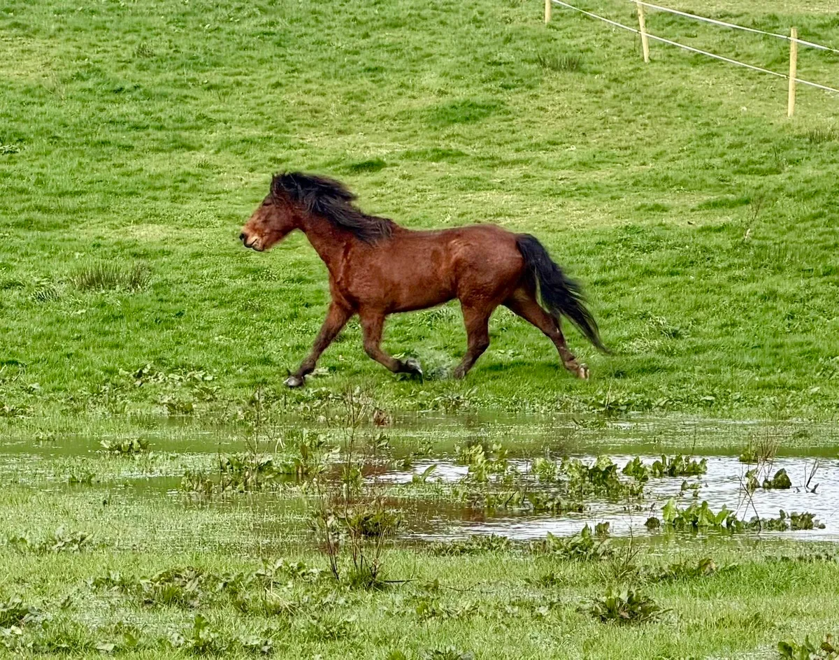 Broodmare RID - Image 3