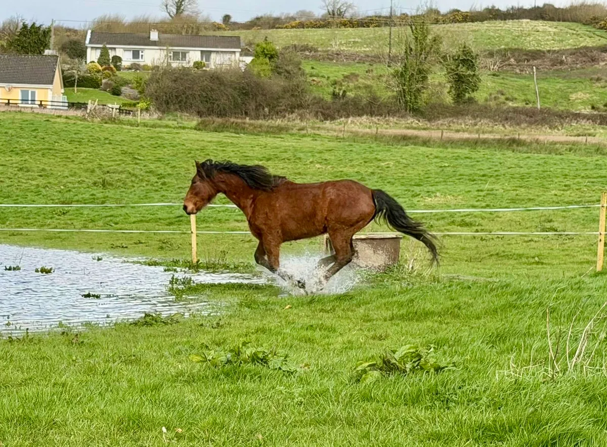 Broodmare RID - Image 4