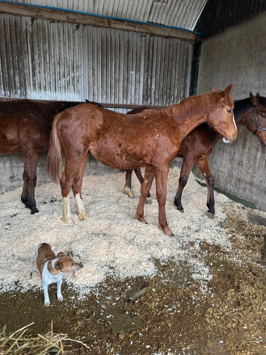 Yearling by Velvet VD Berghoeve - Image 1