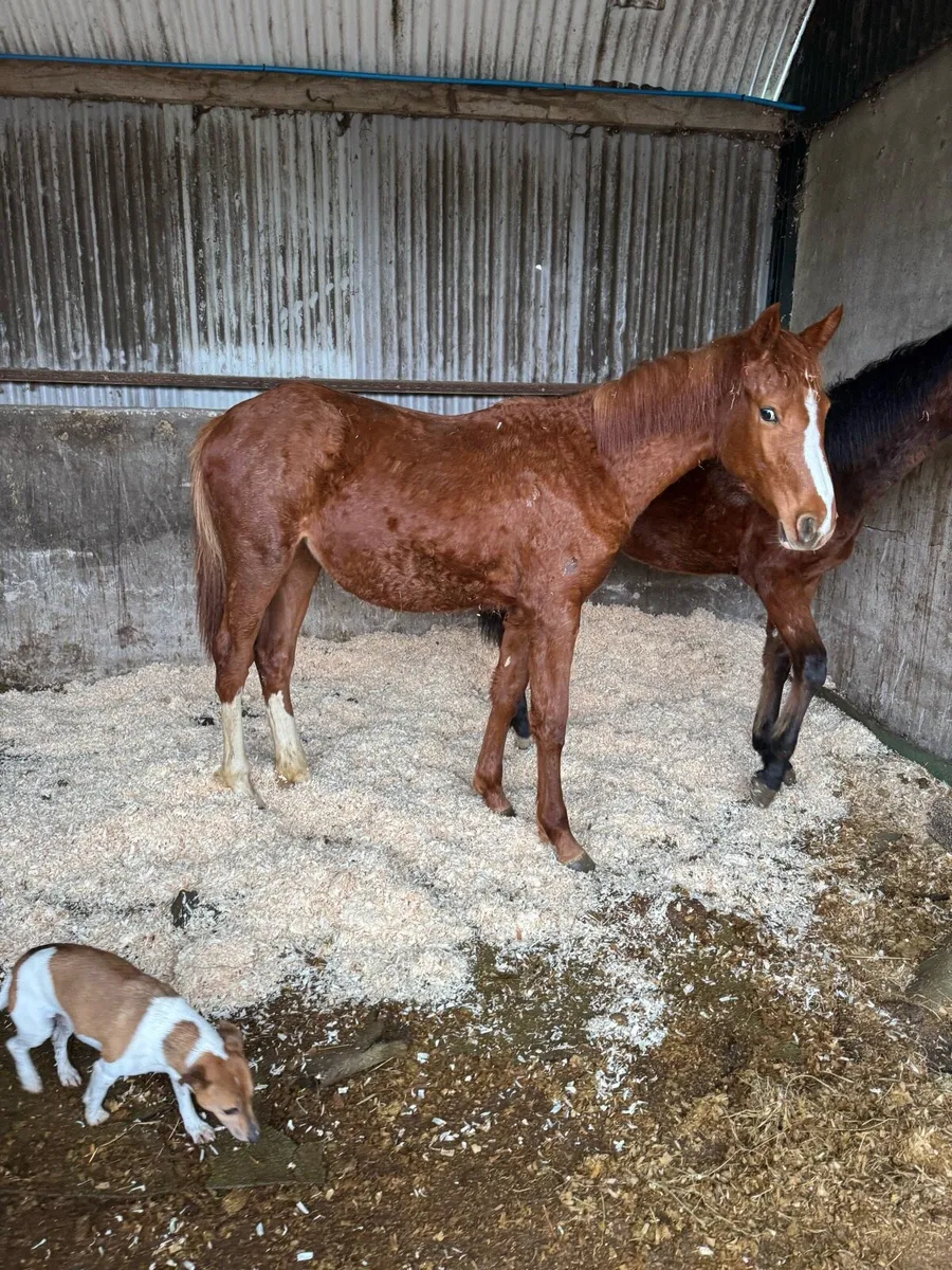 Yearling by Velvet VD Berghoeve - Image 2