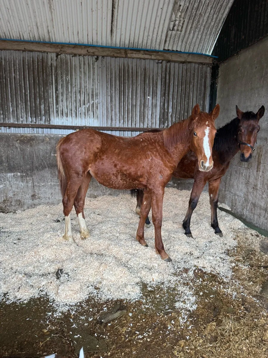Yearling by Velvet VD Berghoeve - Image 3