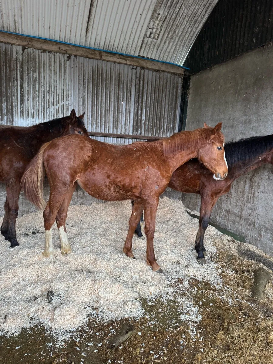 Yearling by Velvet VD Berghoeve - Image 4
