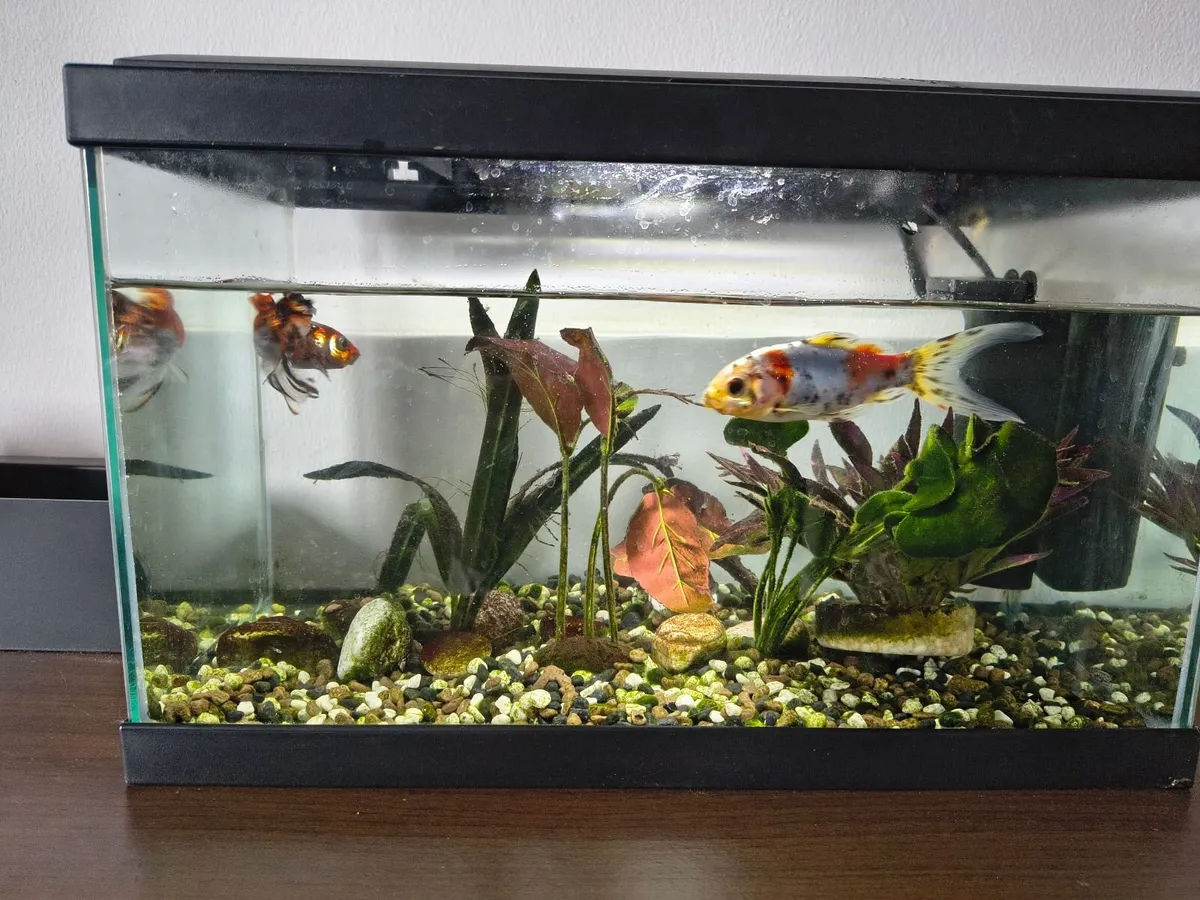 Aquarium fish tank - Image 2