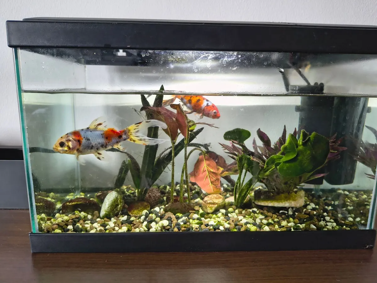 Aquarium fish tank - Image 1