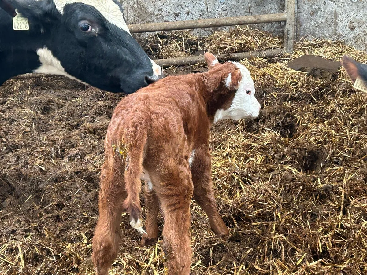 2 first calved heifers - Image 2