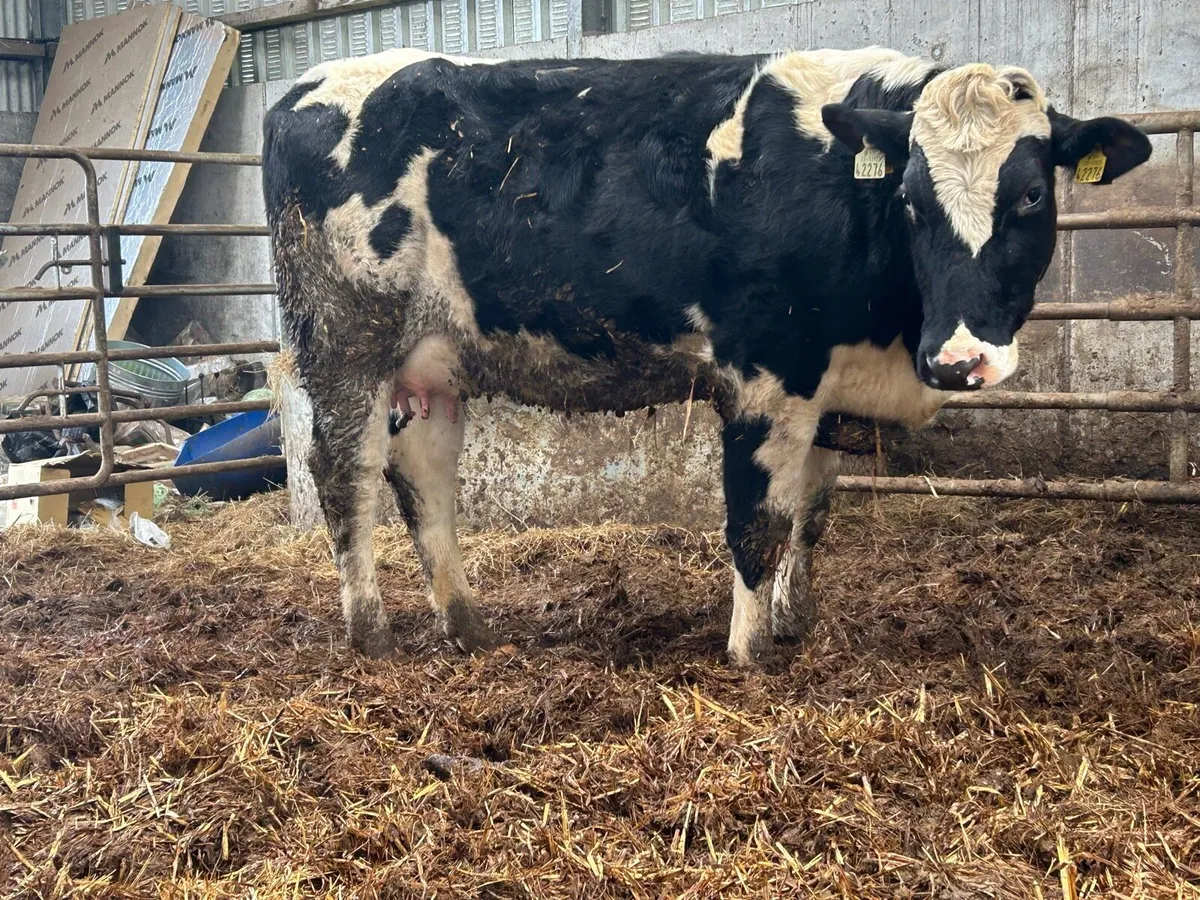 2 first calved heifers - Image 4