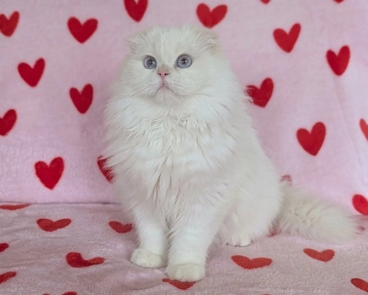 White longhair kitten - Image 1