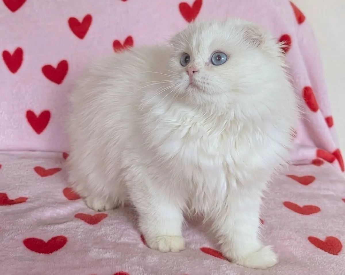 White longhair kitten - Image 2