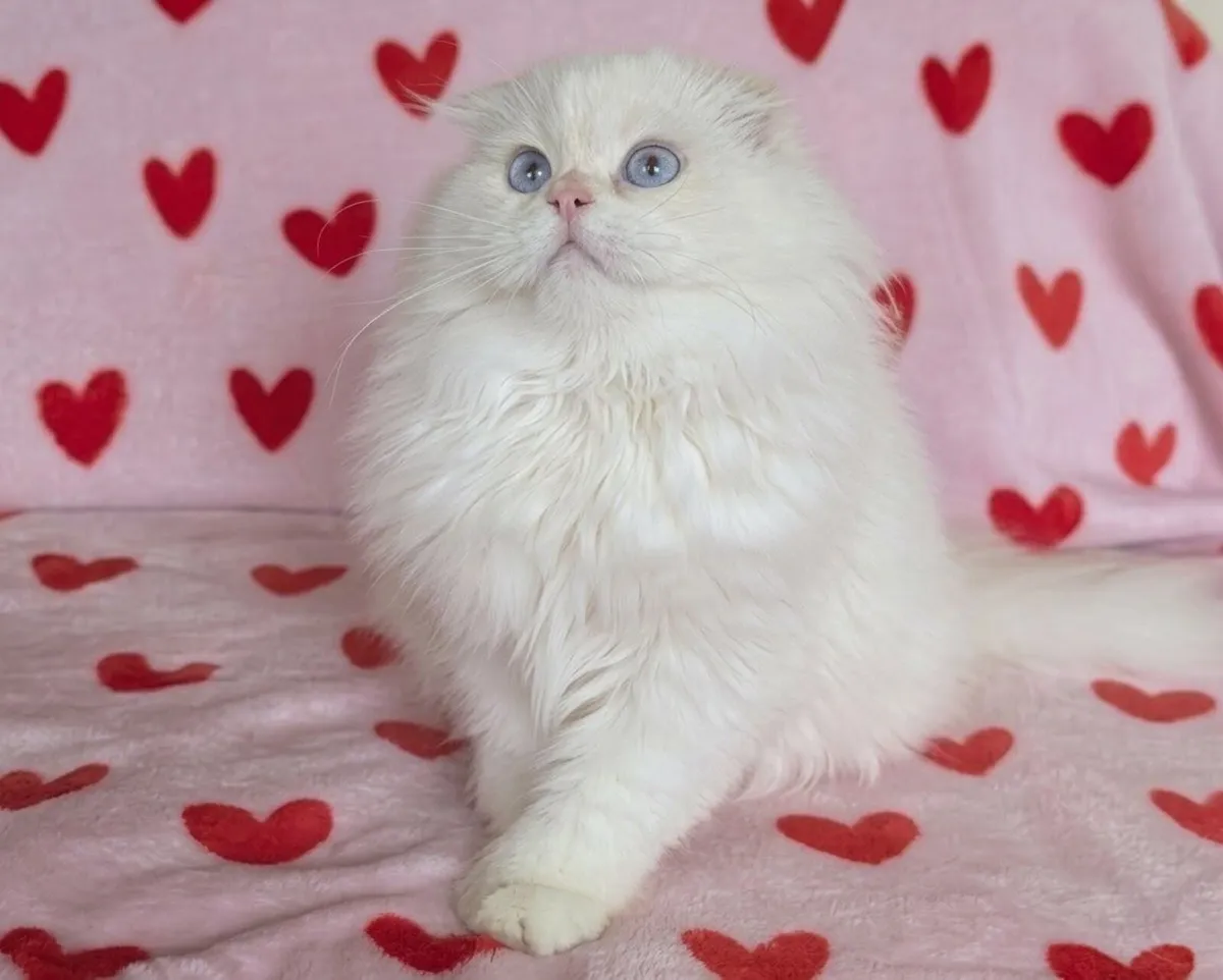 White longhair kitten - Image 3