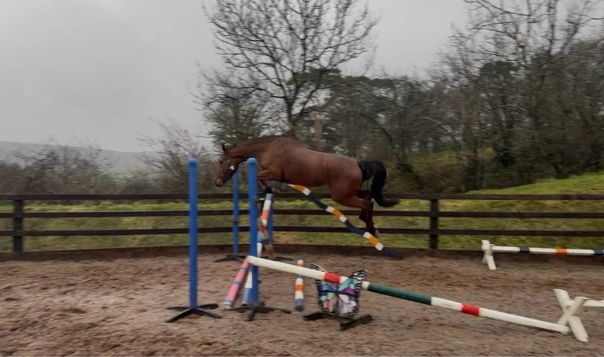 Scopey 4yo mare - Image 1