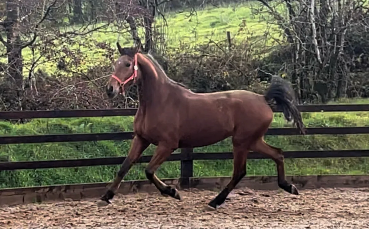 Scopey 4yo mare - Image 3