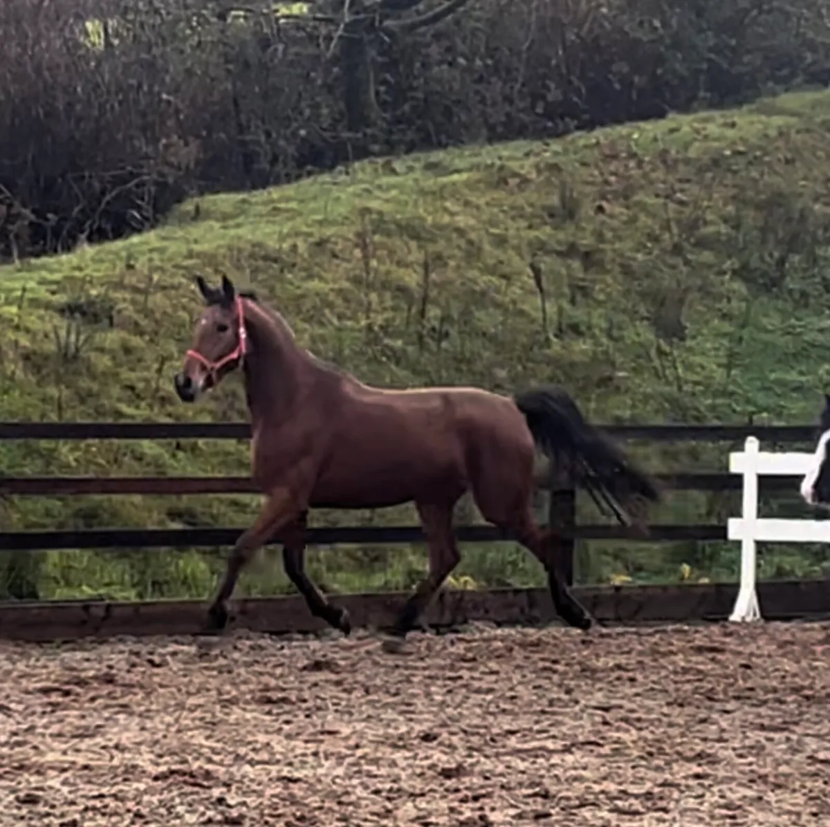 Scopey 4yo mare - Image 4