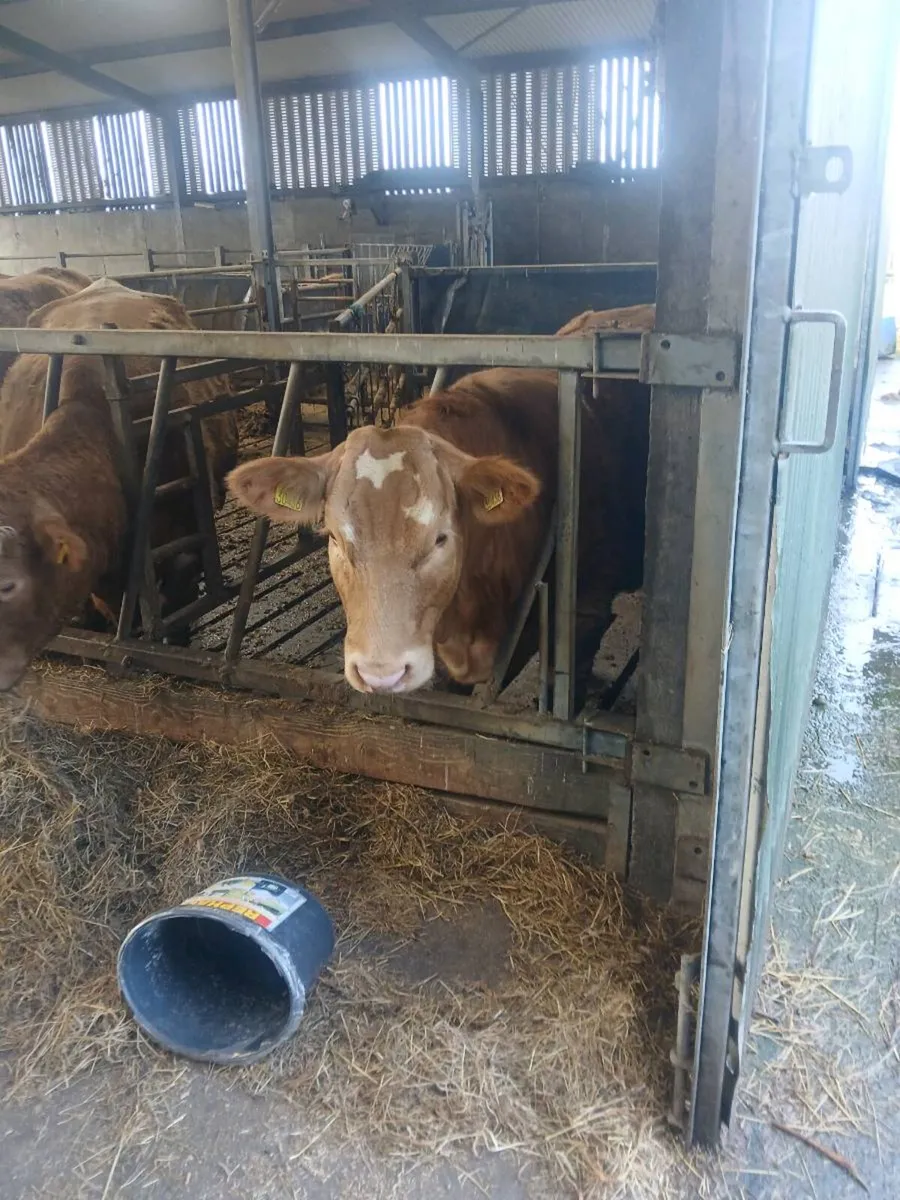 Breeding heifer - Image 1