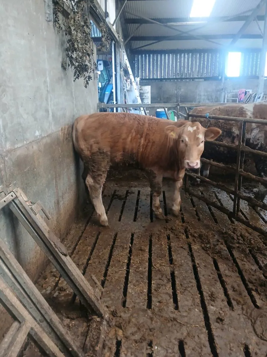 Breeding heifer - Image 2