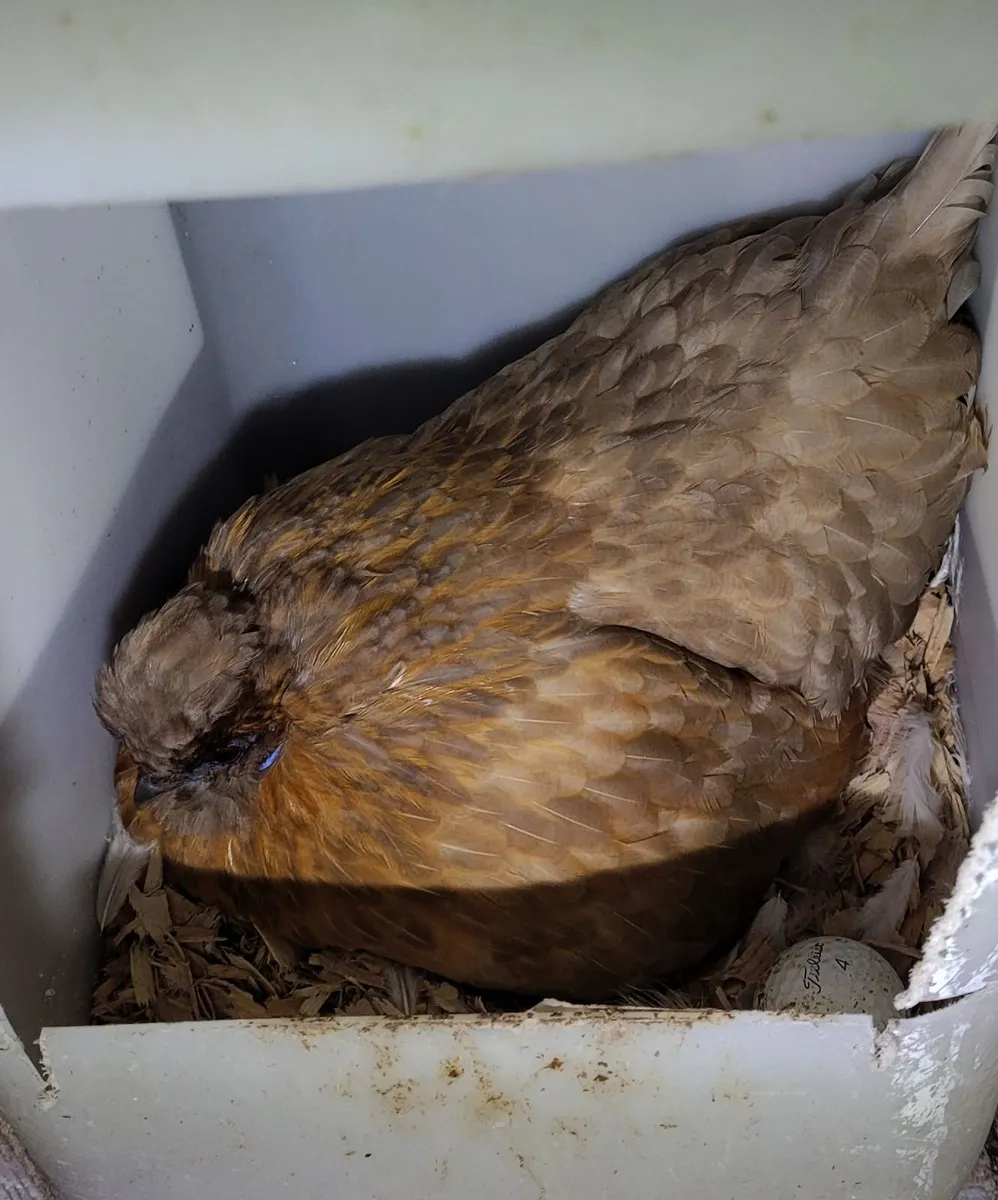 poultry H atching  Hens . - Image 1