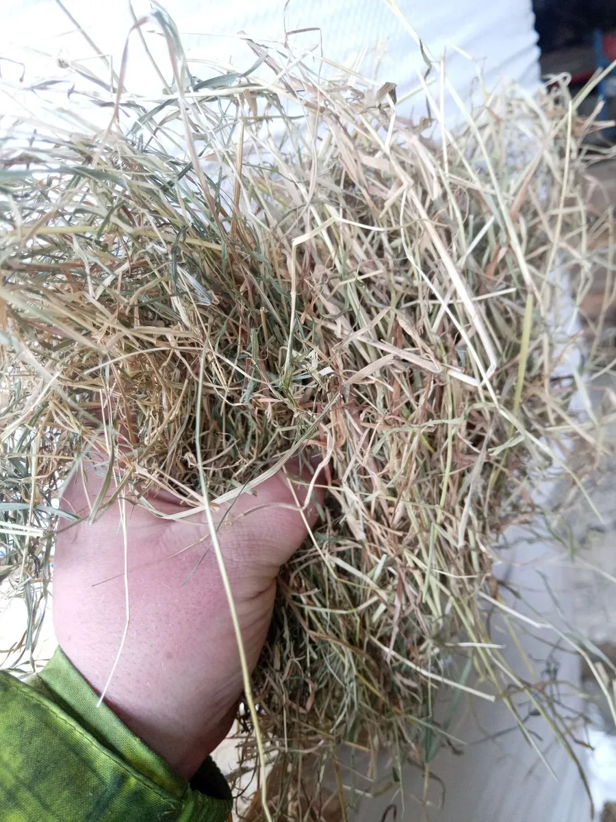 Hay/haylage - Image 1
