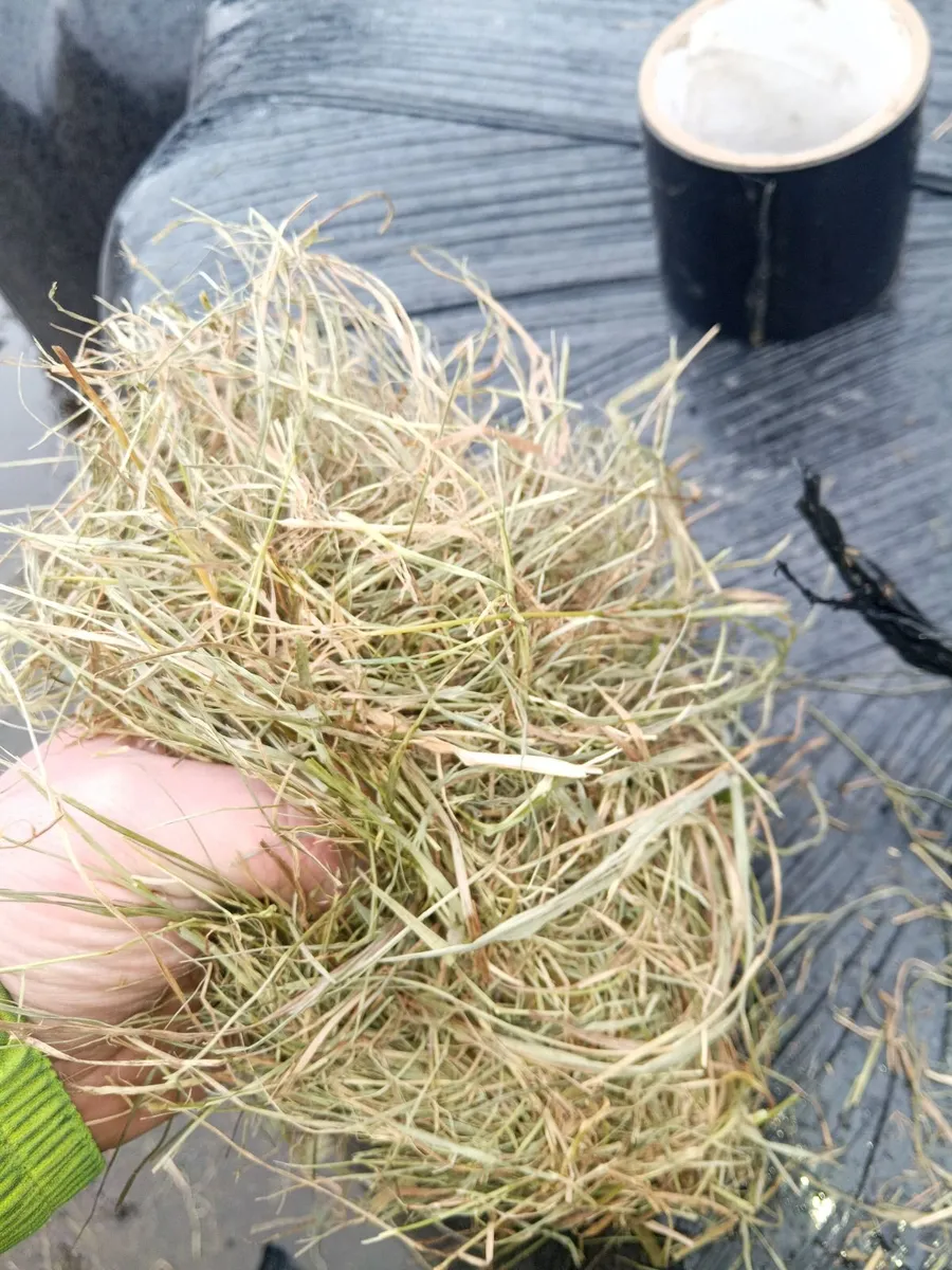Hay/haylage - Image 4