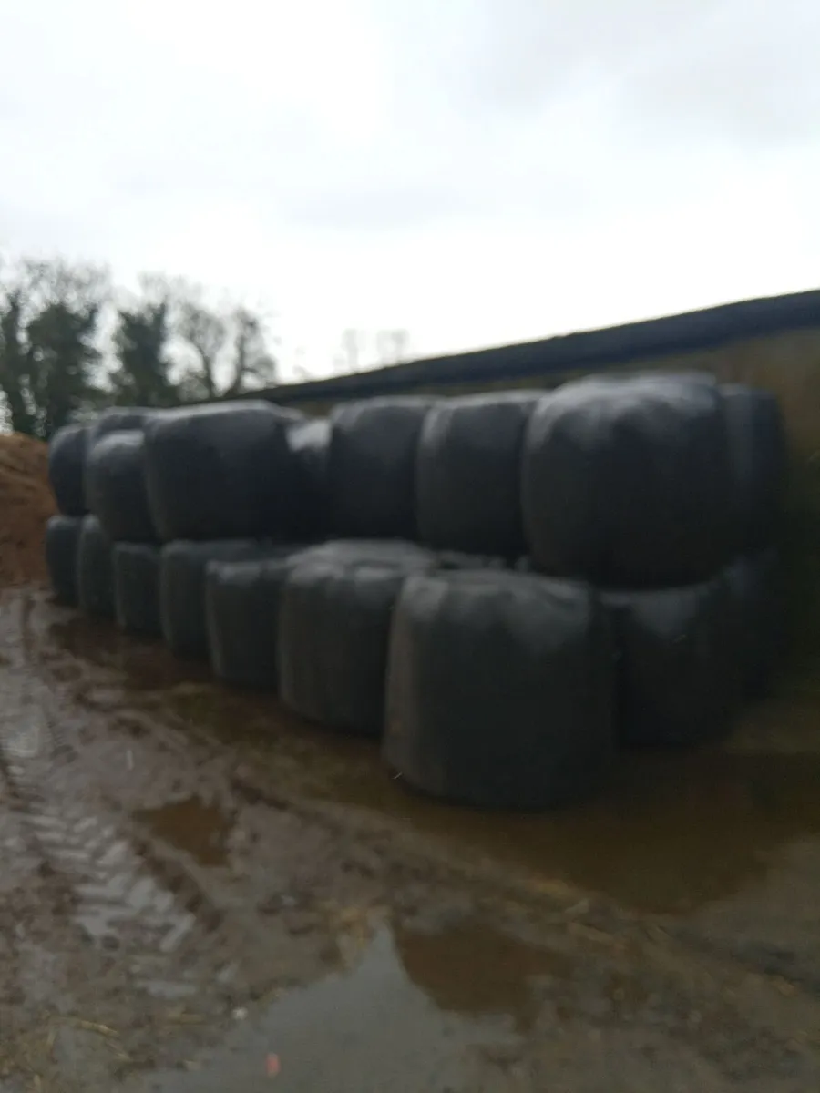 Hay/haylage - Image 3