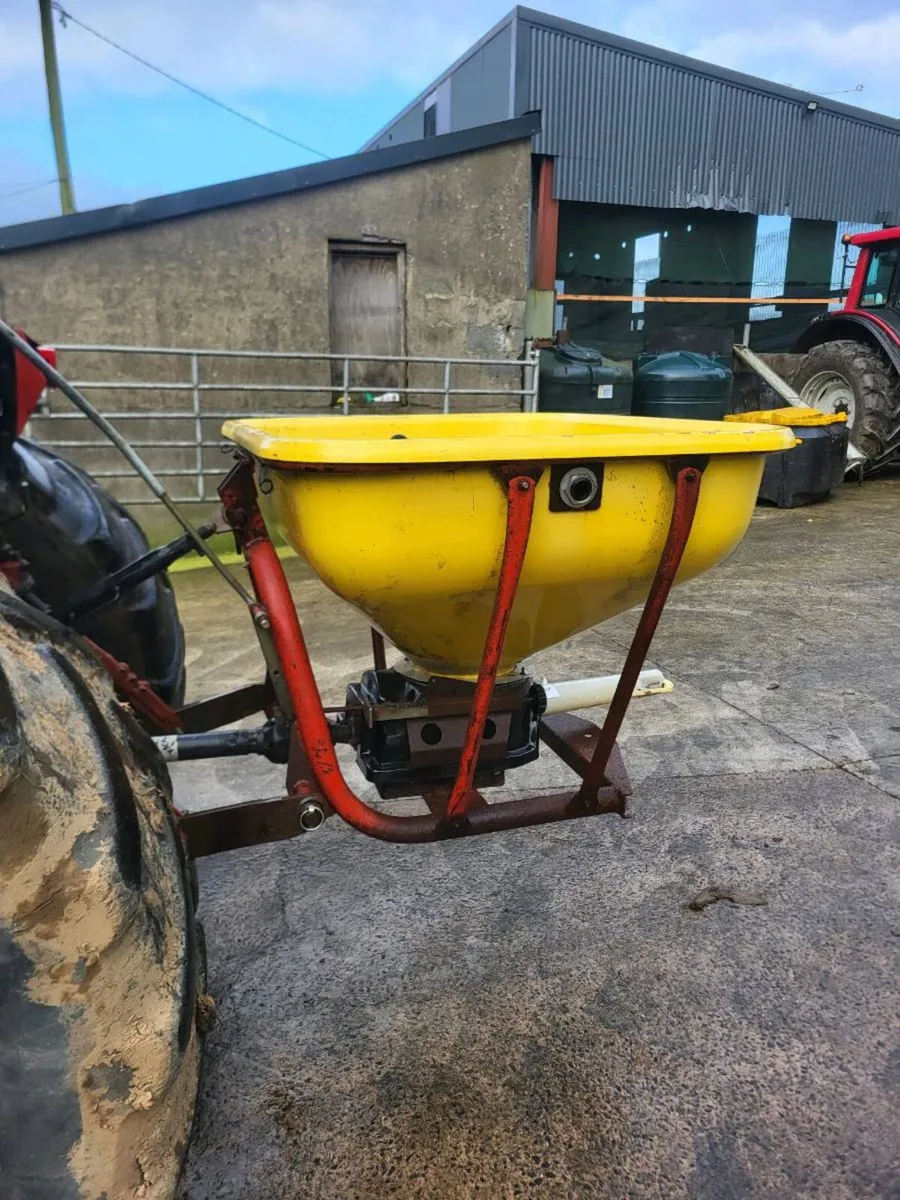 Cosmo wagtail - Image 2