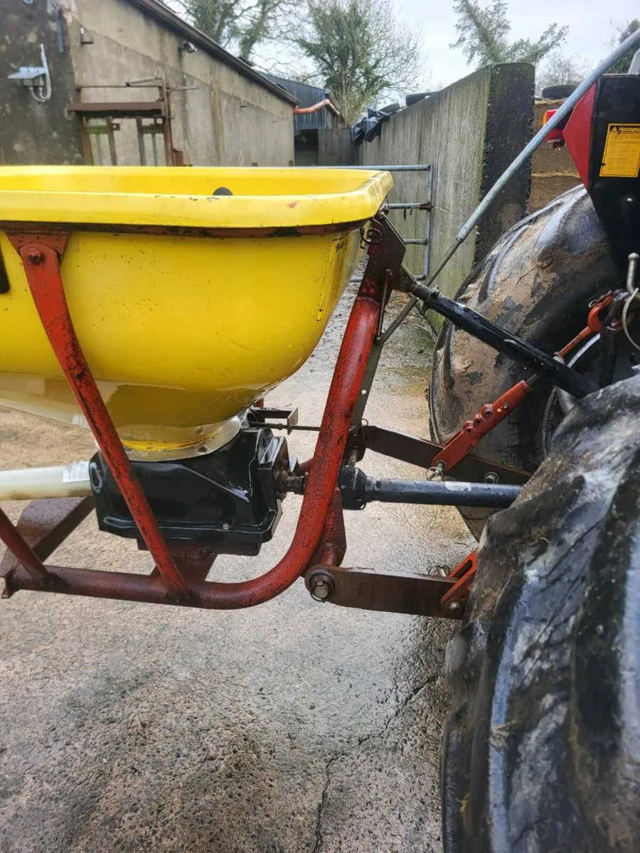 Cosmo wagtail - Image 4