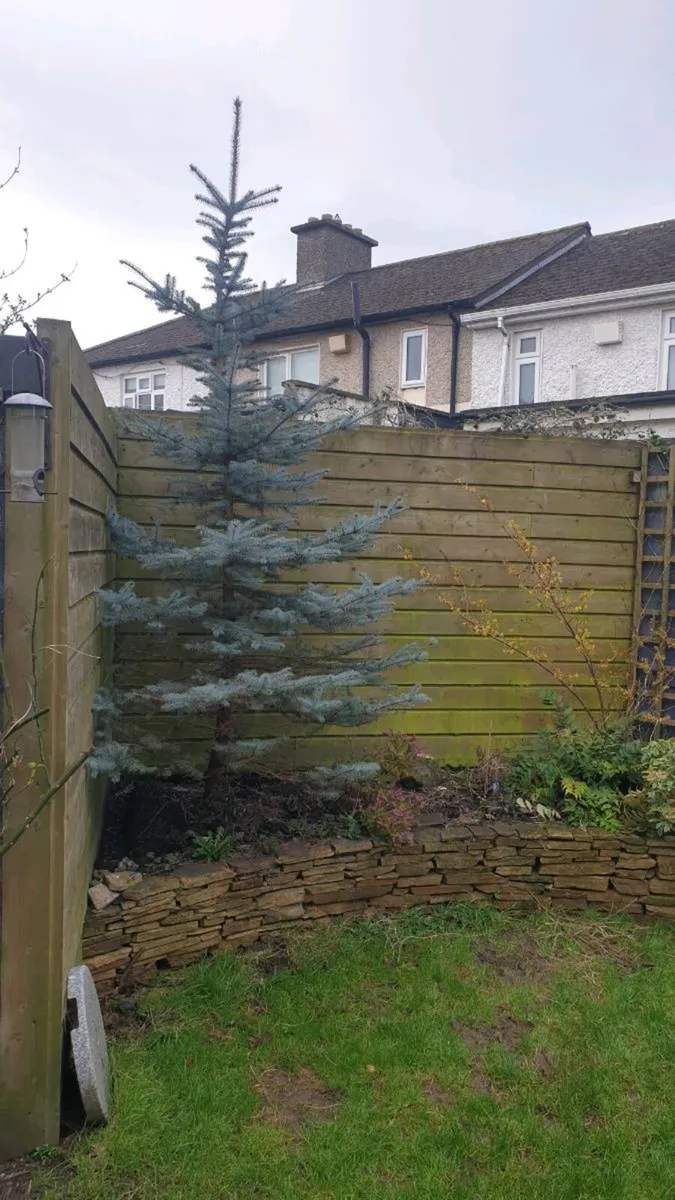 3m Blue Spruce  Picae Pungens Hoopsii - Image 1