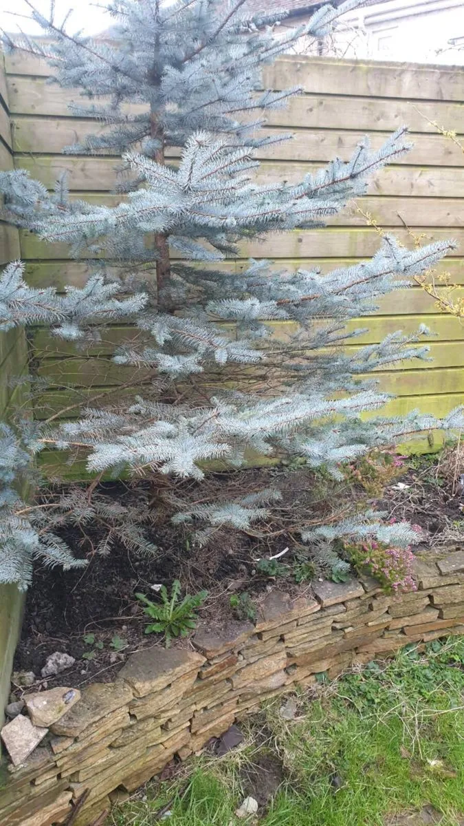3m Blue Spruce  Picae Pungens Hoopsii - Image 2